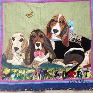 Meet your Posher, Holly